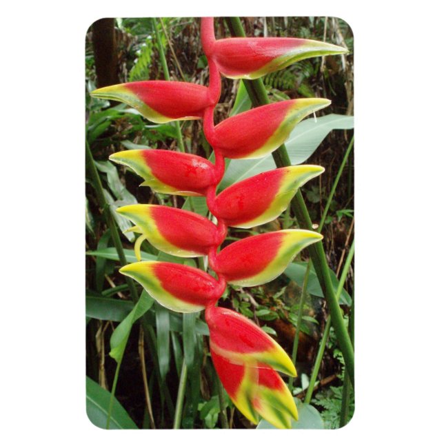 Heliconia rostrata Flexible Flexible Photo Magnet (Vertical)