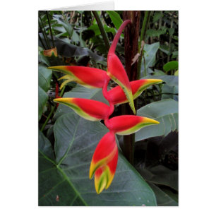 Heliconie hawaïenne