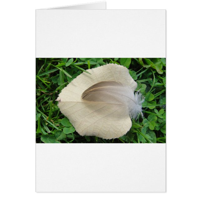 Hellbraune Feder auf hellbeigem Blatt (Devant)