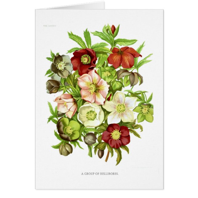 Hellebores (Devant)