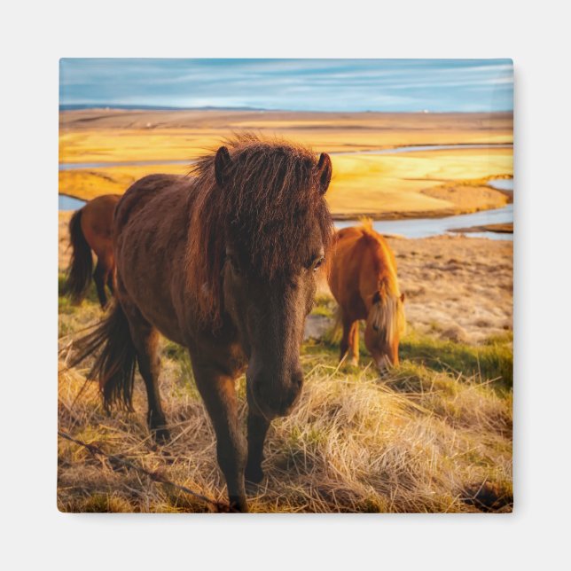 Hello Horse Magnet (Devant)