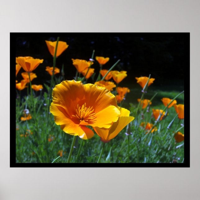 Hello Poppies Grandes affiches et impressions (Devant)