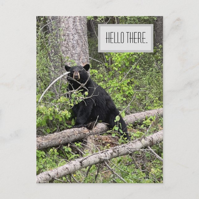 Hello There Black Bear carte postale (Devant)