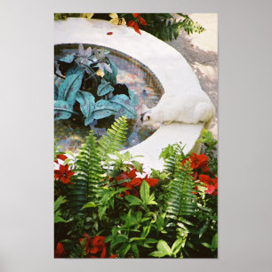 Hemingway cat 1 Fontaine Boire - Poster & Imprimer