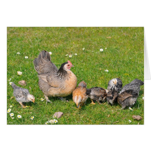 Hen avec poussins (Devant horizontal)