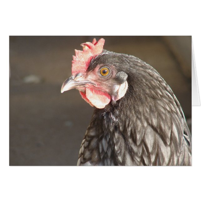 Hen bleu (Devant horizontal)