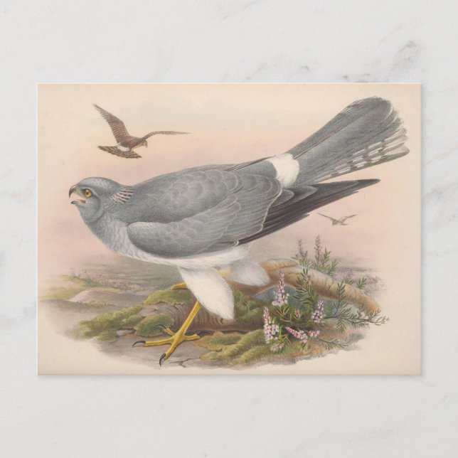 Hen Marsh Harrier Bird_GC - Carte postale (Devant)