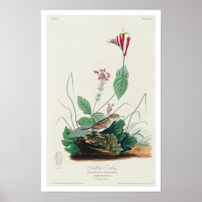 Henslow's Bunting par Audubon Poster (Devant)