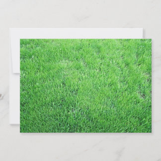 Herbe