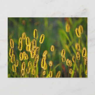 Herbe brillante - Carte postale