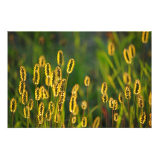 Herbe brillante - Photo