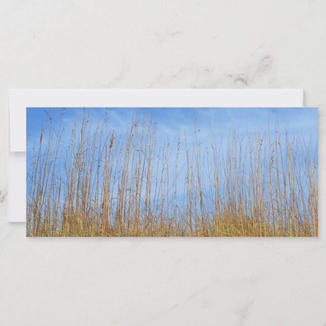 Herbe de plage par Shirley Taylor (Devant)