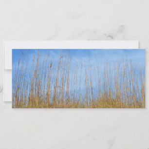 Herbe de plage par Shirley Taylor