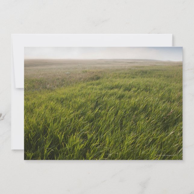 Herbe des Prairies (Devant)