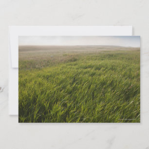Herbe des Prairies