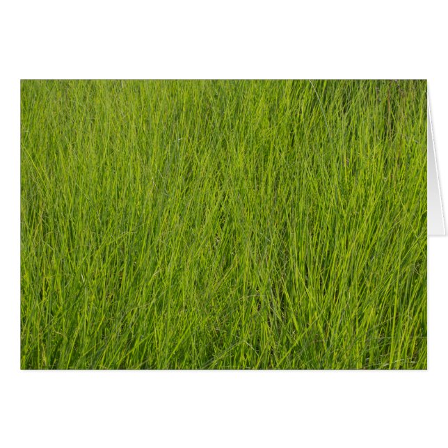 Herbe verte (Devant horizontal)