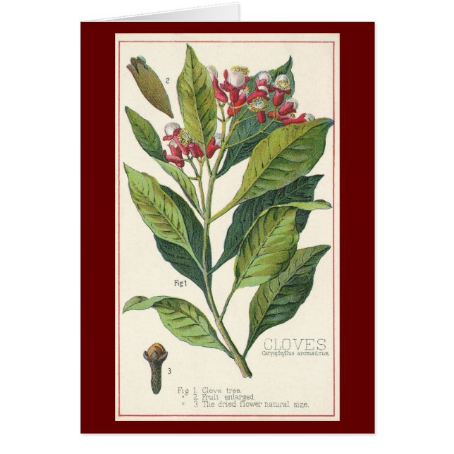 Herbes alimentaires vintages Épices, Cloches Plant (Devant)