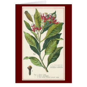 Herbes et épices alimentaires vintage, plante de c