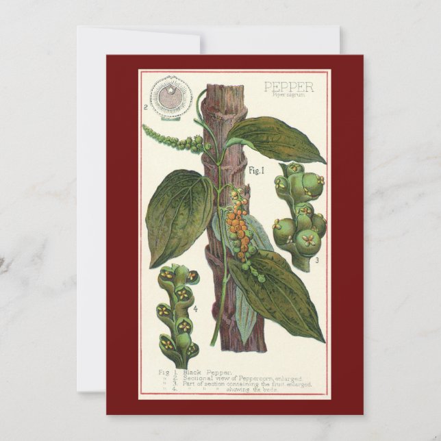 Herbes et épices alimentaires vintage, plante de p (Devant)