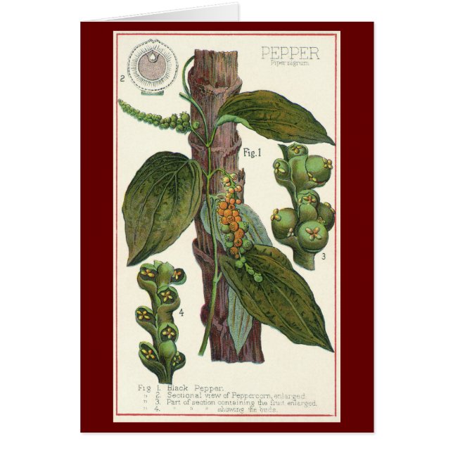 Herbes et épices alimentaires vintage, plante de p (Devant)