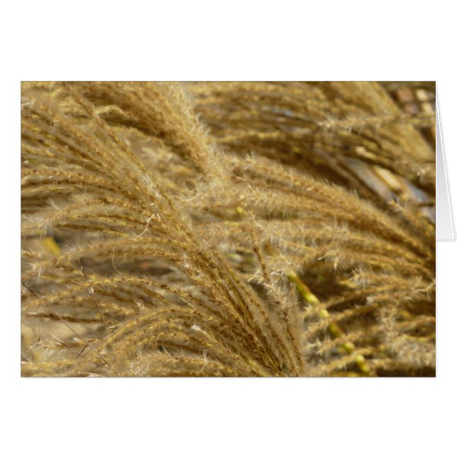 Herbes Ornementales en Automne (Devant Horizontal)