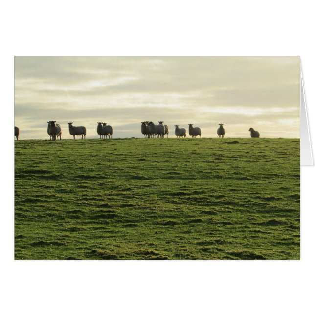Herdwick Sheep (Devant horizontal)