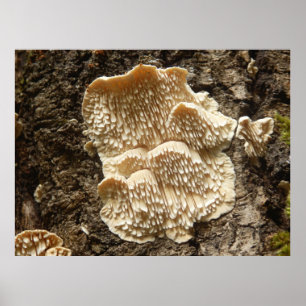 Hericium cirrhatum Poster de champignons