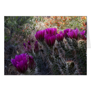 Hérisson Cactus Fleurs magenta Arizona Sud-ouest