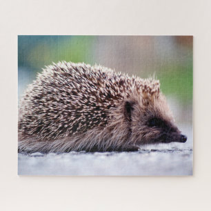 Hérisson dans la nature, puzzle