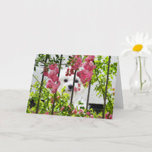 Hermes, la carte de voeux bleue maltaise