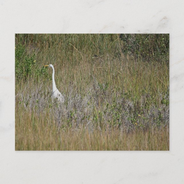 Héron dans la carte postale d'herbe (Devant)