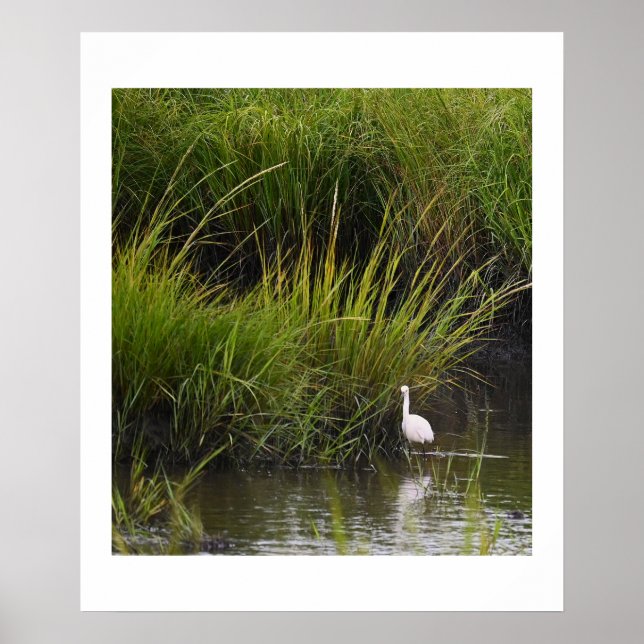 Heron dans le Marsh Poster (Devant)