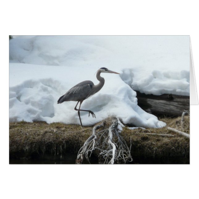 Héron de grand bleu (Devant horizontal)