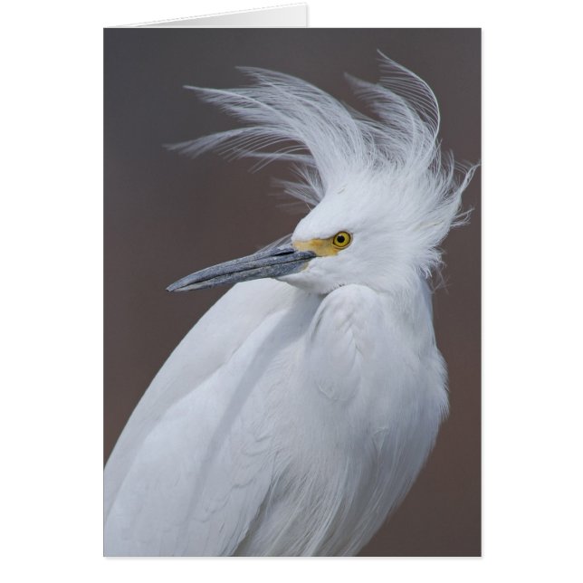 Héron de Milou (thula d'Egretta) (Devant)