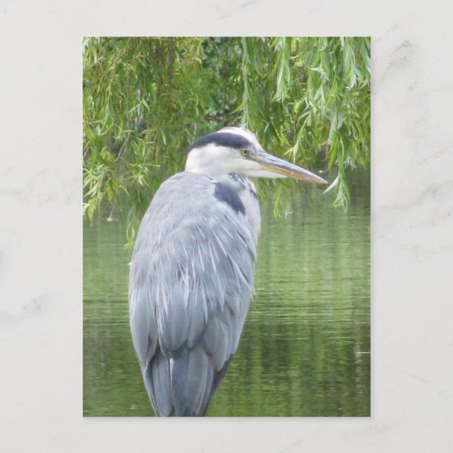 Heron fermer Carte postale (Devant)