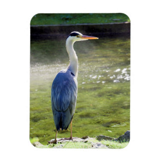 Heron gris Flexible Photo Magnet #3