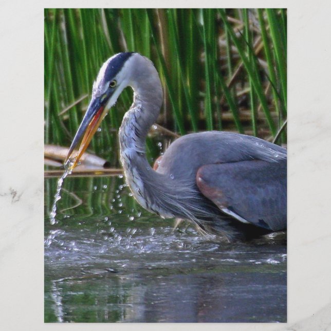 Heron Splash (Devant)