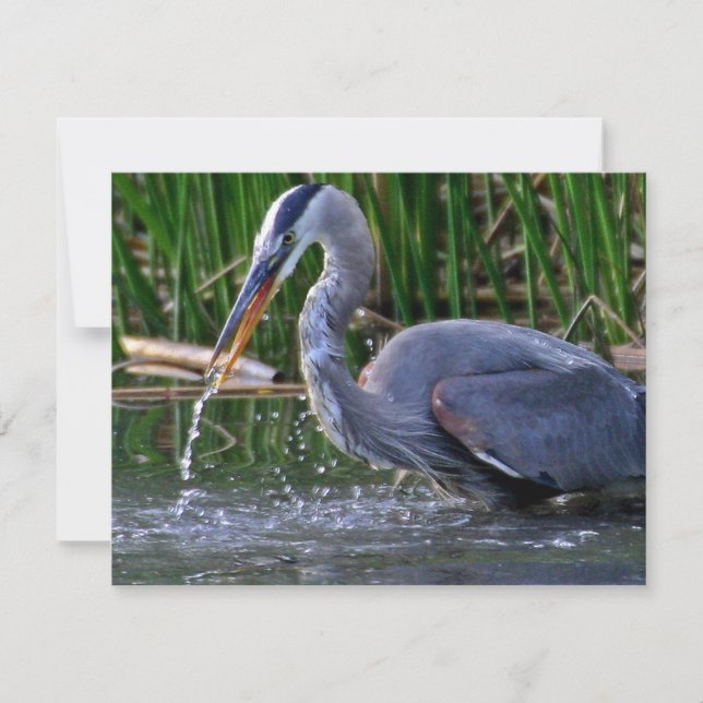 Heron Splash (Devant)