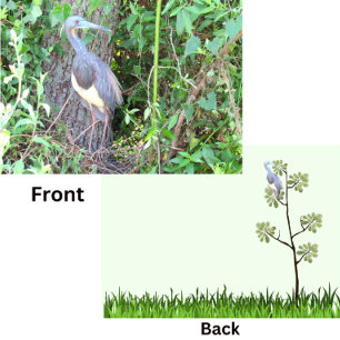 Heron Tri-Color Construire un nid