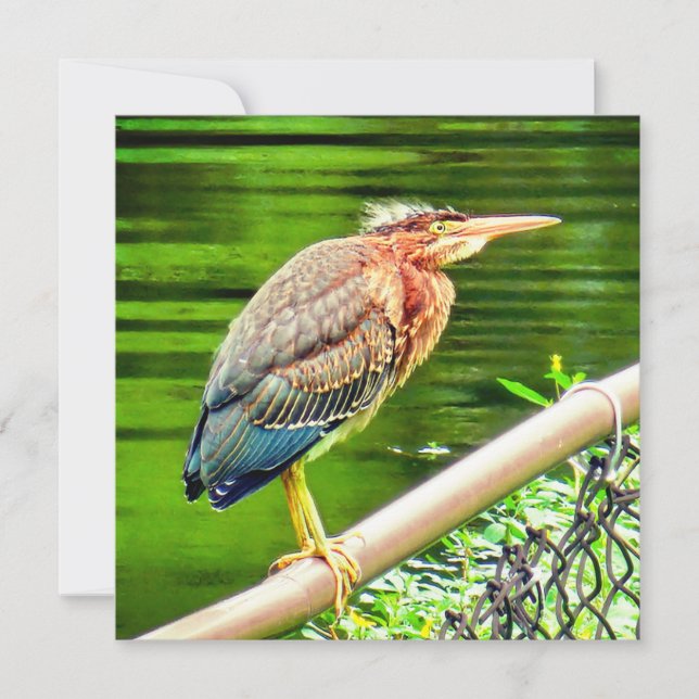 héron vert (Devant)