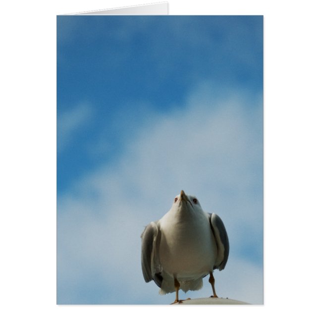 Herring Gull Card (Devant)
