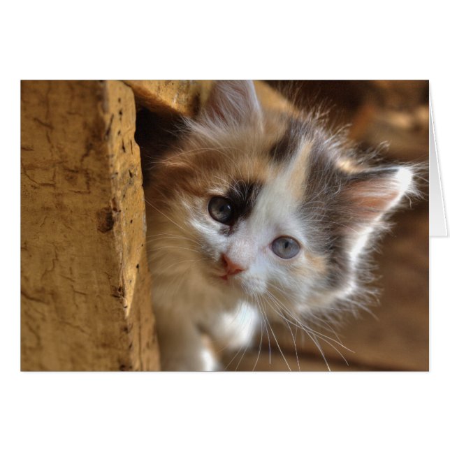 Heterochromie Calico Kitten (Devant horizontal)