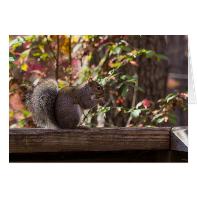 Heure des écureuils (Devant Horizontal)