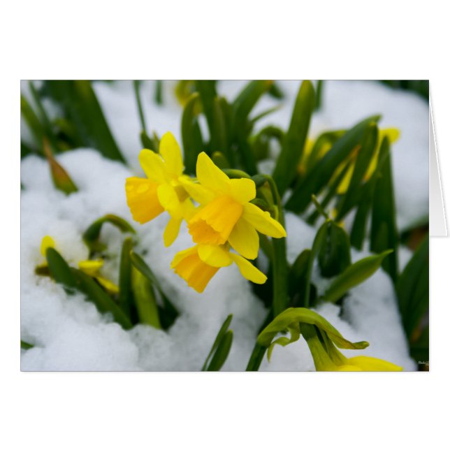 Heure du printemps (Devant Horizontal)