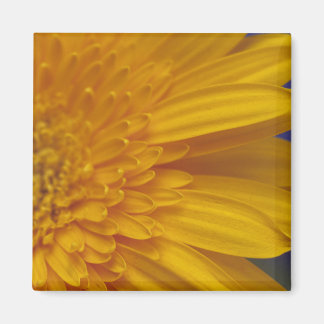 Heureux Gerber Carré Magnet