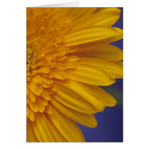 Heureux Gerber Daisy