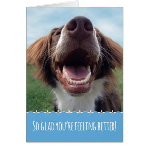 Heureux que tu te sens mieux, chien souriant