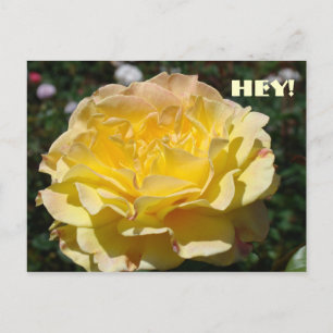 HEY! HEY! HEY! Cartes postales Rose jaune Fleur