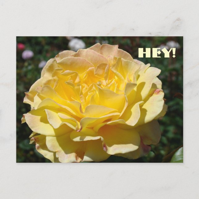 HEY! HEY! HEY! Cartes postales Rose jaune Fleur (Devant)