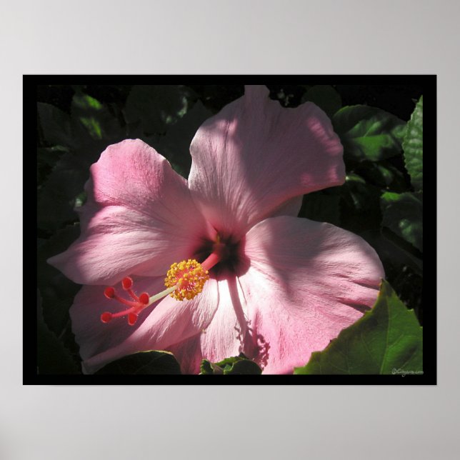 Hi Hibiscus Luscit Shadows Poster Imprimer (Devant)